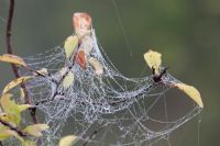 Autumn cobwebs