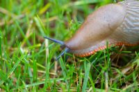 Large Black Slug - pale orange form showing operculum