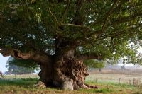 Quercus petraea - Ancient sessile oak, pollarded - Cowdray Park, Sussex 