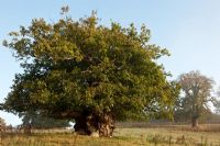 Quercus petraea - Ancient sessile oak, pollarded - Cowdray Park, Sussex 