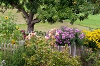 Wooden picket fence with border of Aronia melanocarpa, Aster, Helenium, Helianthus annuus, Malus domestica - Apple tree and Rosa