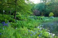 Large garden pond with Darmera peltata,  Iris sibirica, Matteucia struthiopteris, Taxodium distichum and Thelypteris palustris 