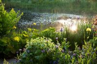 Morning light on a garden pond seen through marginal planting of Centaurea montana 'Grandiflora', Darmera peltata, Iris ensata, Iris sibirica and Osmunda regalis   