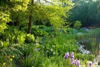 Transition from a woodland garden to pond with Hemerocallis, Iris sibirica, Matteucia struthiopteris and Taxodium distichum