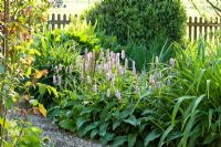 Backed by wooden picket fence, a mixed border with Persicaria bistorta