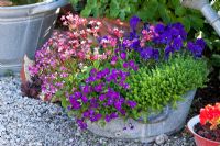 Aubrieta, Saxifraga arendsii 'Highlander Rose', Sedum acre  and Viola cornuta in galvanised bucket