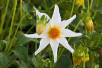 Dahlia 'Honka White'