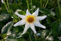 Dahlia 'Honka White' 