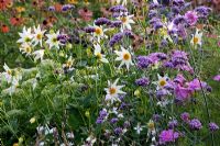 Dahlia 'Honka White', Gaura lindheimeri, Sedum spectabile and Verbena bonariensis