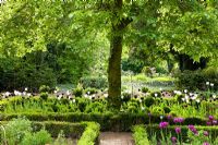 In the formal part of the garden, the pathways meet in front of the trunk of a tree and Box edged borders. Planting includes - Buxus, Juglans regia, Taxus baccata, Tilia, Tulipa 'Angelique', Tulipa 'Negrita', Tulipa 'Queen of Night' and Tulipa 'White Triumphator' - Jens Tipple