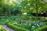 Box edged perennial borders - Buxus, Juglans regia, Rosa, Tilia, Tulipa 'Angélique', Tulipa 'Negrita' and Tulipa 'Queen of Night'