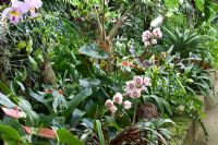 Jardim Orquidea, Madeira - Cymbidiums and Anthuriums