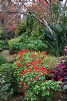 Borders with topiary, Strelitzia reginae and Salvia splendens - Quinta Palheiro, Funchal, Madeira, December 
