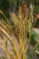 Tritcum aestivum 'April Bearded'  - Wheat - ripe ears