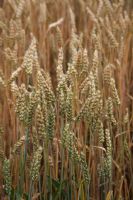 Tritcum aestivum 'BH Read' - Wheat