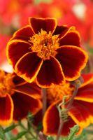 Tagetes patula 'Red Marietta' - French marigold, July