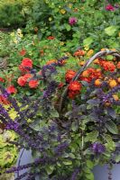 Wicker basket with Tagetes patula 'Cat's Eyes' and 'Red Brocade' - French Marigolds, with Ocimum 'African Blue' - Basil