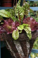 Red stemmed Chard and red Lettuce growing in a woven hanging basket decorated with strips of bark