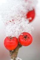 Snow on Cotoneaster horizontalis berries