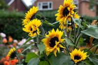 Helianthus Annuus 'Pastiche'