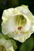 Cobaea scandens 'Alba' with Ladybird
