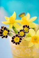 Daffodils and Primulas in vase