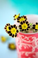 Primulas in red vase
