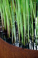 Typha - Variegated Bullrush growing in rusted metal pond -    The Future Nature Garden, Sponsored by Yorkshire Water, University of Sheffield Alumni Fund, Green City Initiative, Buro Happold - RHS Chelsea Flower Show 2009  