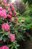 Rhododendron with view to secluded lawn -The Rowans, Threapwood, Cheshire
 