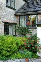 Abutilon, Sarcococca, Hydrangea and Fuchsias with house behind - Barnwells, Cerne Abbas, Dorset.