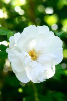 Rosa 'Blanc Double de Coubert'