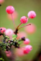 Malus 'Adirondack'