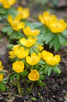 Eranthis hyemalis 'Orange Glow'