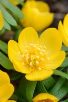 Eranthis hyemalis 'Orange Glow'