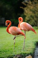Flamingos at Coton Manor, Northamptonshire.
