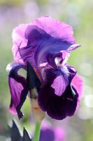 Iris 'Sable' - Bearded Iris