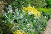 Mixed border in walled garden with Hesperis matronalis var. albiflora, Onopordon acanthium, Aquilegias and Ribes sanguineum 'Brocklebankii' - Madingley Hall, Cambridge