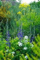 Baptisia australis 'Exaltata', Hesperis matronalis var. albiflora and Isatis tinctoria in a medicinal border - Madingley Hall, Cambridge.