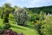 Rosa 'Paul's Himalayan Musk' growing over apple tree in a steeply sloping garden - Shropshire