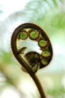 Dicksonia squarrosa, frond unfurling