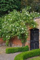 Rosa 'Madame Alfred Carriere' trained over the walls of a walled garden