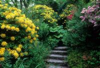 Shady planting of Rhododendrons and Azaleas lining steps and path - Arbigland, Dumfries
