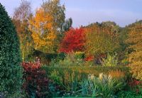 Sedum, Euonymus, Cornus and ferns - Eastgrove Cottage, Worcester