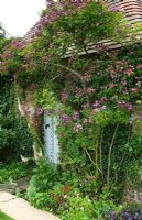 Brick and tile garden building with climbing Rosa 'Veilchenblau' and herbaceous border - Mannington Hall,  Norfolk, UK