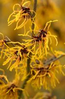 Hamamelis x intermedia 'Vesna' 