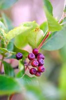 Aronia melanocarpa 'Viking' - Chokeberries