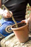 Placing cutting of Brugmansia sp in pot for growing on