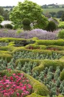 The Broughton Grange Box parterre - the design is based on the structure of leaves viewed under a microscope infilled with blocks of colour through the year with different plants depending on the season.  Buxus parterre with Cosmos, Antirrhinum and Kale with Nepeta, Campanula and topiary in the background