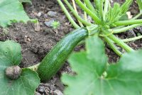 Cucurbita - Courgette 'Defender F1'