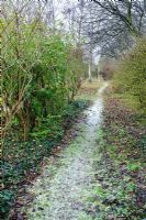 Grass path in woodland garden dusted with snow - Hardwicke House, Fen Ditton, Cambridge